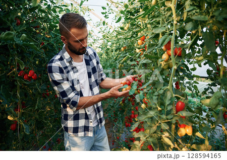 Many of the leaves and tomatoes. Beautiful young man is in the garden 128594165
