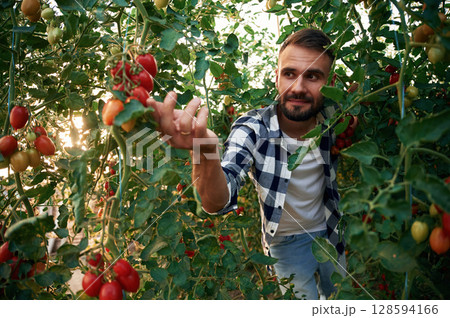 Many of the leaves and tomatoes. Beautiful young man is in the garden Many of the leaves and tomatoes. Beautiful young man is in the garden 128594166