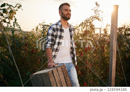 Beautiful sunlight. With wooden box. Young man is in the garden with tomatoes 128594180