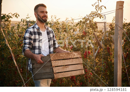 Beautiful sunlight. With wooden box. Young man is in the garden with tomatoes 128594181