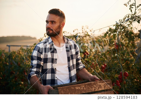 Beautiful sunlight. With wooden box. Young man is in the garden with tomatoes 128594183