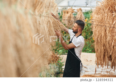 Dried flax is hanging. Young gardener is in the greenhouse Dried flax is hanging. Young gardener is in the greenhouse 128594311