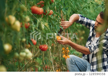 Collecting fresh tomatoes. Beautiful young man is in the garden Collecting fresh tomatoes. Beautiful young man is in the garden 128594338