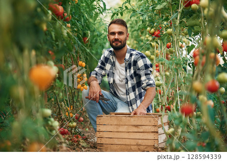 Collecting fresh tomatoes. Beautiful young man is in the garden 128594339