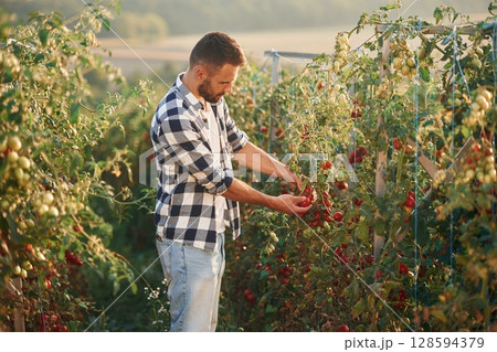 Many of the fresh tomatoes. Beautiful young man is in the garden 128594379