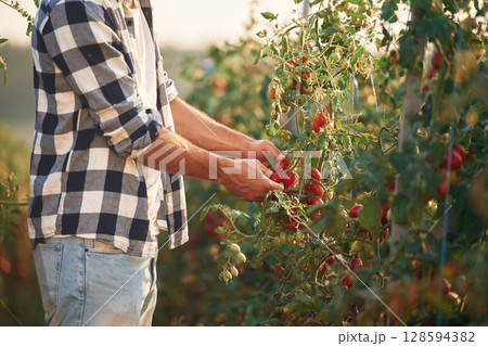 Side view. Picking tomatoes. Beautiful young man is in the garden Side view. Picking tomatoes. Beautiful young man is in the garden 128594382