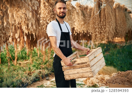 Standing, holding wooden box, bunch of dried plants. Young gardener is in the greenhouse Standing, holding wooden box, bunch of dried plants. Young gardener is in the greenhouse 128594393