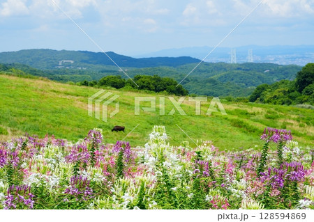 夏の淡路島で満開のクレオメと草原で草を食べる牛と遠くに望む明石海峡大橋 128594869