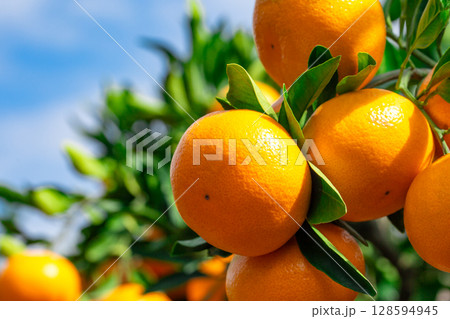 みかん園 みかん園 128594945