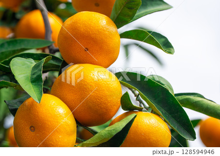 みかん園 128594946