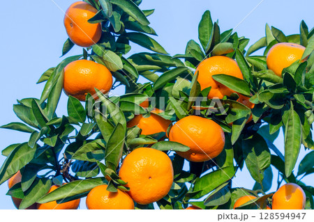 みかん園 みかん園 128594947
