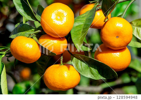 みかん園 128594948