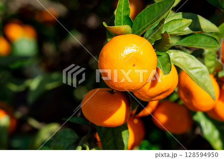みかん園 128594950