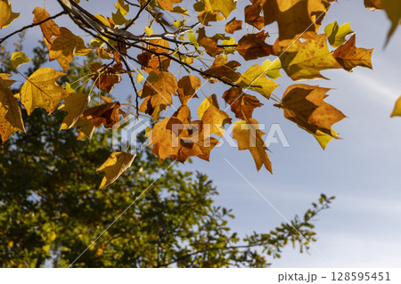 tulip tree against a sky background autumn foliage of a tulip tree in Indian summer in sunny weather 128595451