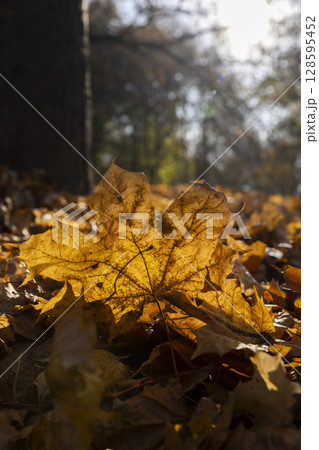 closeup maple leaves on the ground in autumn season, closeup, a lot of fallen maple leaves are orange 128595452