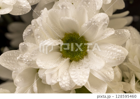 flowers covered with drops of water, wet chamomile flowers in a large gift bouquet, closeup flowers covered with drops of water, wet chamomile flowers in a large gift bouquet, closeup 128595460