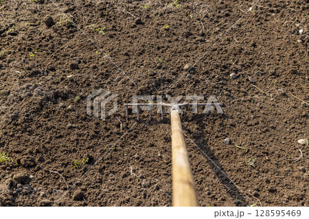 Old garden tools rake during tillage in the field, old iron rake with wooden handle during agricultural work 128595469