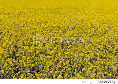 a field with rapeseed flowers, rapeseed flowers in the summer during the flowering season a field with rapeseed flowers, rapeseed flowers in the summer during the flowering season 128595473