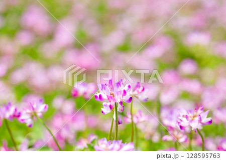 レンゲ草 レンゲ草 128595763