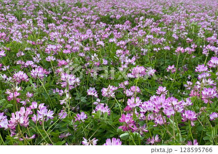 レンゲ草 レンゲ草 128595766