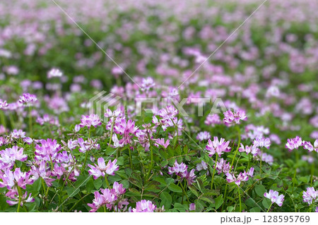 レンゲ草 128595769