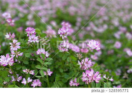 レンゲ草 レンゲ草 128595771