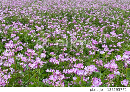 レンゲ草 128595772