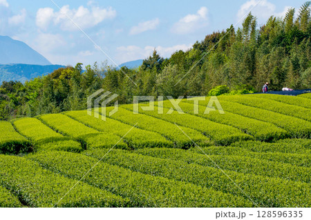 新緑の茶畑 新緑の茶畑 128596335