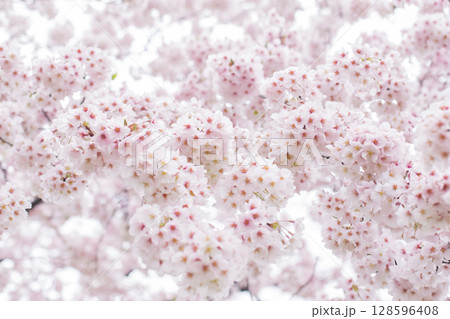 満開の桜 満開の桜 128596408