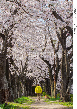 桜　並木道　散歩 128596452
