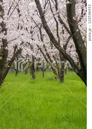 桜 並木道 散歩 桜 並木道 散歩 128596453