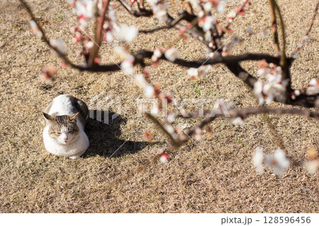 猫の日向ぼっこと梅の花 128596456
