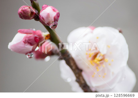梅の花 梅の花 128596669