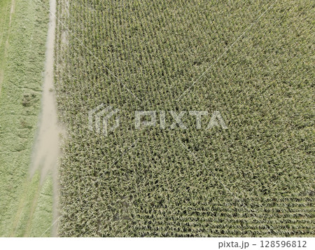 Flooded cornfield separated by road seen from above in area hit by severe flooding after heavy rain Flooded cornfield separated by road seen from above in area hit by severe flooding after heavy rain 128596812