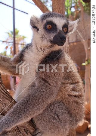 Close-Up of a Ring-Tailed Lemur Perched on a Tree Branch in Daylight Close-Up of a Ring-Tailed Lemur Perched on a Tree Branch in Daylight 128597438