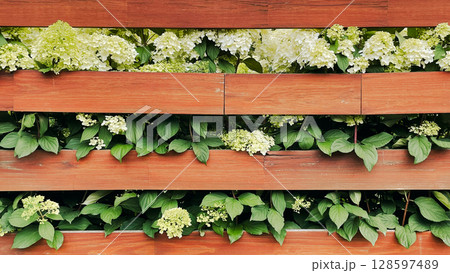 wooden board fence with hydrangea flowers wooden board fence with hydrangea flowers 128597489
