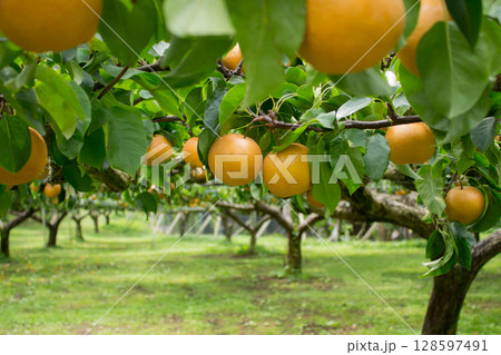 梨狩り 梨狩り 128597491