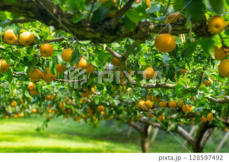 梨狩り 128597492