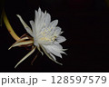 Epiphyllum Anguliger. 128597579