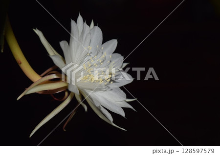Epiphyllum Anguliger. 128597579