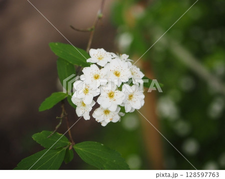 白い花 128597763