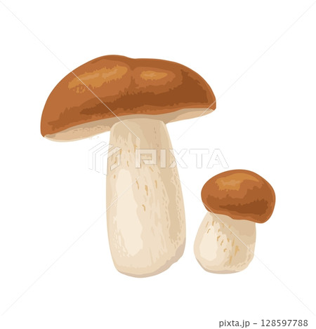 Mushroom boletus. Vector color realistic illustration. Isolated on white Mushroom boletus. Vector color realistic illustration. Isolated on white 128597788