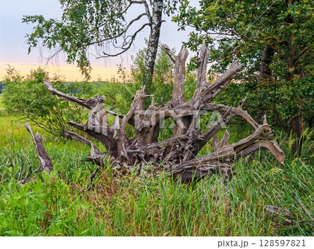 Roots of a tree that are sticking out of ground. old roots of tree stick out in forest. Beautiful summer country natural evening landscape. concept of unity with nature 128597821