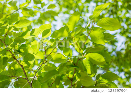 新緑の桜 128597904