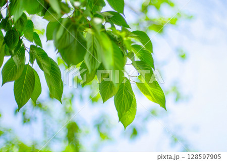 新緑の桜 128597905