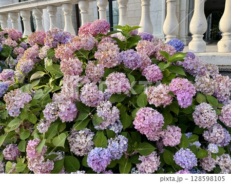colorful flowering paniculate hydrangea on a warm summer day. High quality photo colorful flowering paniculate hydrangea on a warm summer day. High quality photo 128598105
