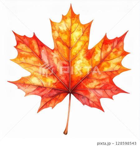 Watercolor Autumn Maple Leaf 128598543