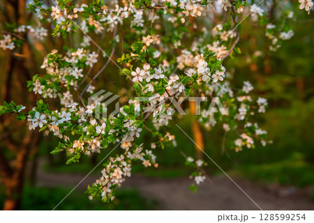 Blossoming of plum tree flowers at spring time, seasonal background Blossoming of plum tree flowers at spring time, seasonal background 128599254