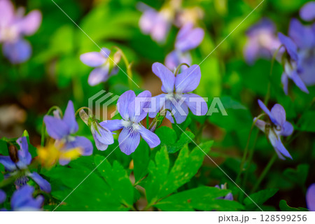 Viola reichenbachiana. Common Violet. Small purple flowers in forest at early spring 128599256
