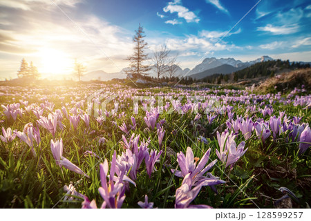 Spring crocus flowers in the green grass, Velika Planina, Kamnic, Slovenia, Easter sunny landscape Spring crocus flowers in the green grass, Velika Planina, Kamnic, Slovenia, Easter sunny landscape 128599257